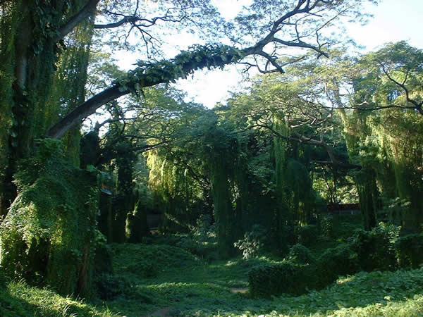Bosque